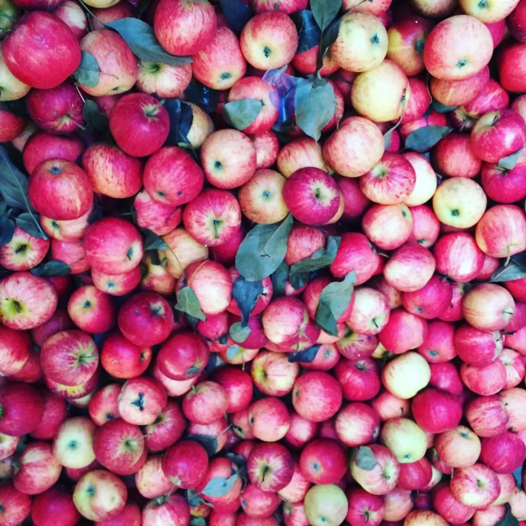 Land of the Mountain Apple