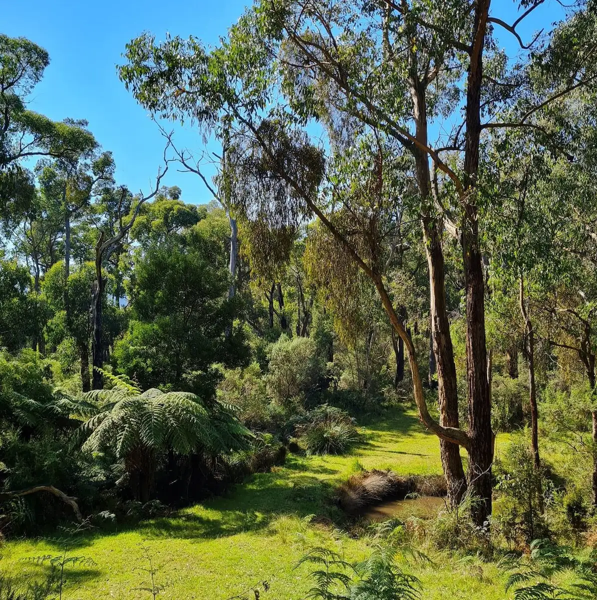 Yarra Ranges National Park